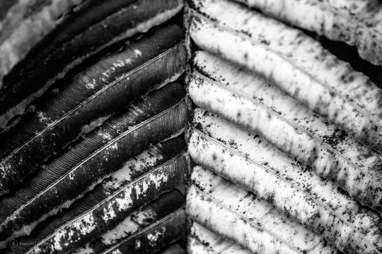 Blanco y negro Comprar
