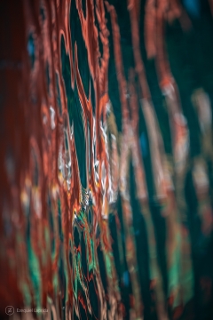 Coral     Comprar