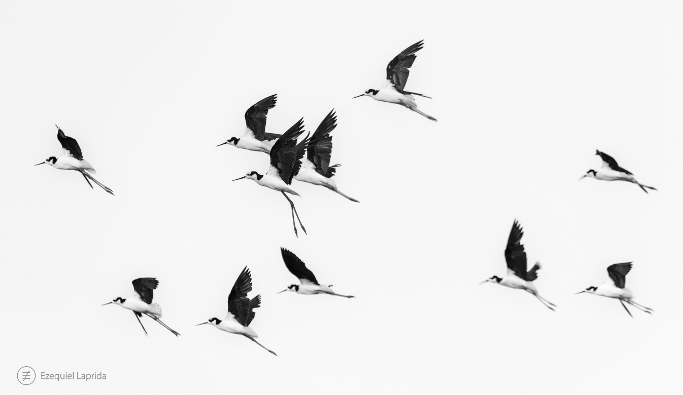 En vuelo Comprar