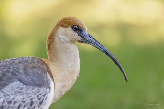 Thoth Comprar