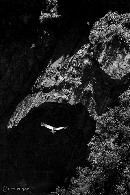 Vuelo perpetuo